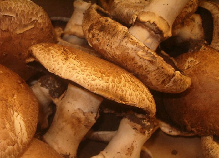 Life is Too Short to Stuff a Mushroom